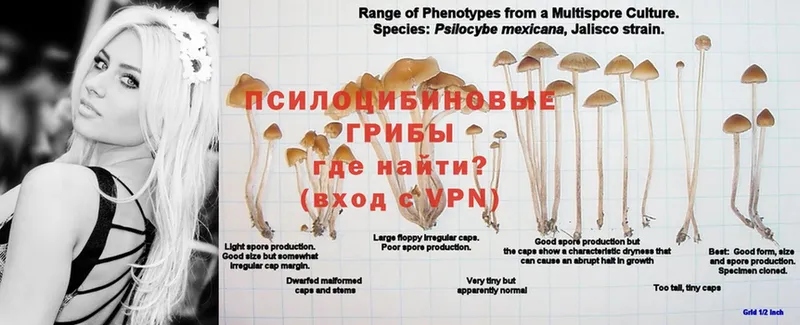 Псилоцибиновые грибы MAGIC MUSHROOMS  Курильск 